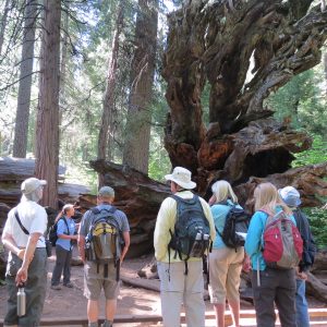 Docent leading a guided walk at Calaveras Big Trees