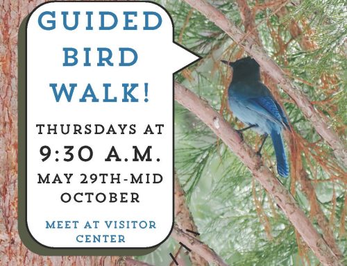 Birding with Bruce dates are now available!