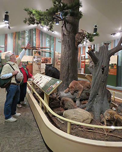 Docent interpreting the museum display at Calaveras Big Trees State Park