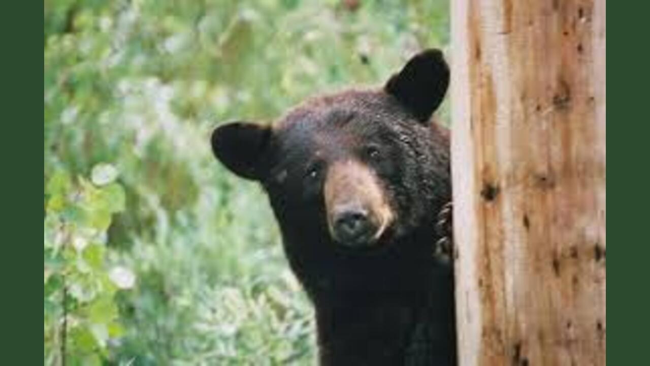 NPS Photo of Black Bear