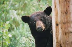 Black Bear in California